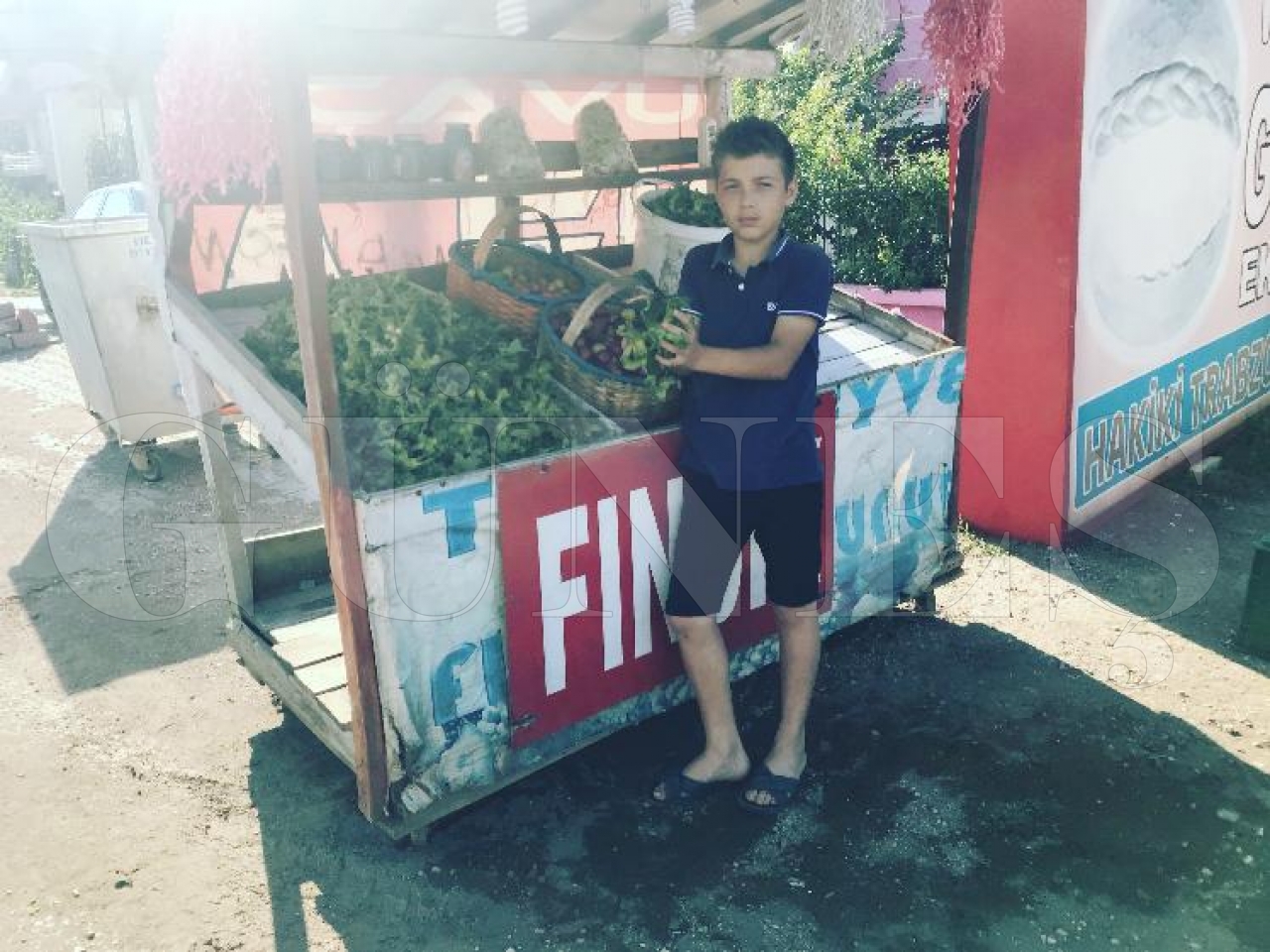 Yaş fındığın kilosu 15 TL Güneş Gazetesi Fatsa Memleketci Siyasi