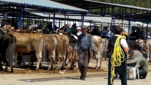 Kurbanlık Alırken Dikkatli Olun Kurbanlık Alırken Dikkatli Olun