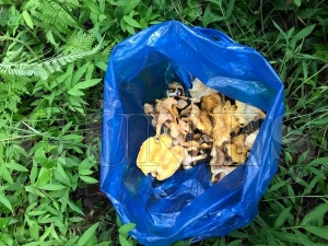 Orman mantar lezzeti ile kendini aratyor