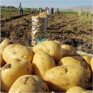 Türkiye'ye patates dağıtan Aybastı, dışardan patates alan ilçe durumuna geldi
