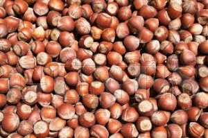 2022 rn fndkta  rekolte tahmini.. iek saym ekliyle ilk tahmin yaklak 790 bin ton