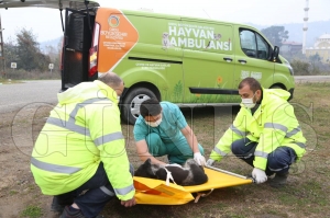 Hayvan ambulans can dostlara can katt