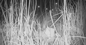 Kurnaz Tilki i� ba��nda