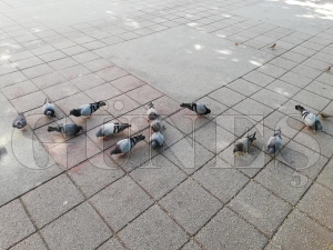 Güvercinleri besliyorlar Güvercinleri besliyorlar