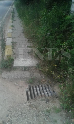Yalıköy mahallesinde yaya yolunu ot bağladı Yalıköy mahallesinde yaya yolunu ot bağladı