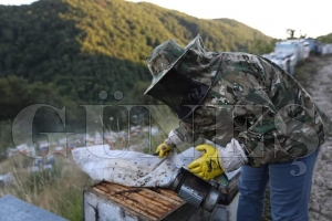 Başkan Kibar bal sağımı yaptı Başkan Kibar bal sağımı yaptı