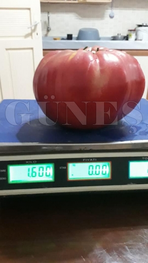 1 Kilo 600 gramlık Domates yetiştirdi 1 Kilo 600 gramlık Domates yetiştirdi