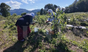 ORDU�NUN TOPRAKLARINDAN BEREKET FI�KIRIYOR