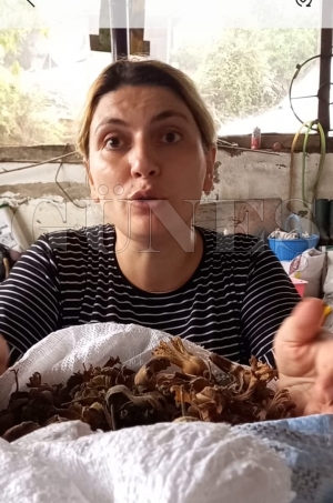 Kahverengi Kokarca Fatsa'yı perişan etti Kahverengi Kokarca Fatsa'yı perişan etti