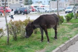 BAIBO HAYVANLAR CRT ATIYOR
