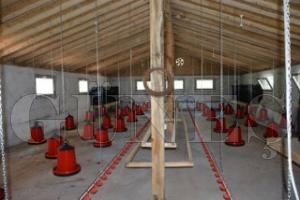 FATSA'DA TAVUK FTL AILDI