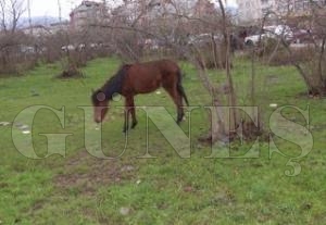 ONLARIN DA CANI VAR...!