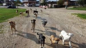 YAYLADA A KALAN KPEKLER BESLYOR