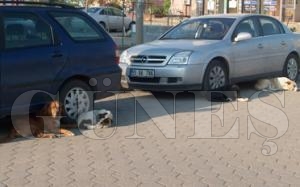SOKAK KPEKLER VATANDALARIN KORKULU RYASI
