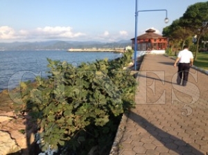 SAHİLDEKİ İNCİR AĞACI ŞAŞIRTTI SAHİLDEKİ İNCİR AĞACI ŞAŞIRTTI