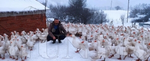 Yaylalar kazlarla enlendi... 60 santim karda kaz yetitiricilii yapyor