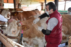 Orduda 140 bin bykba hayvan alanacak