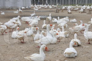 Kaz yeti�tiricili�i b�y�yor