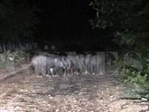 YABAN DOMUZLARI MAHALLEY KUATTILAR