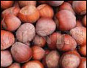 FINDIIN REKOLTES YANLI HESAPLANIYOR