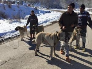 Avcıların en büyük dostu köpekleri Avcıların en büyük dostu köpekleri