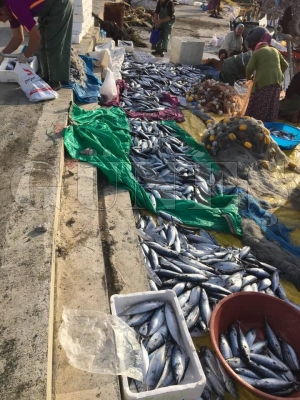 Karadeniz’de palamut bereketi Karadeniz’de palamut bereketi