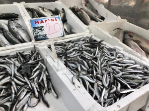Hamsi kavaa kt, Kilosu 20 TL