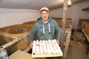 Orduda kaz yetitiricilii yaygnlayor
