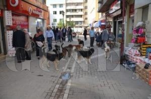 Sokak Kpekleri Korkutuyor