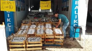 Fatsal balklar Sinop ve Zonguldak blgesinde avlanyorlar