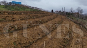 F�nd�kta yeni teknikler... Ordu b�y�k�ehir belediyesi i�tiraki ORTAR, f�nd�k bah�elerinde teraslama, tek dal modeli ve toprak alt� damla sulama sistemleri uygulamaya ba�lad�