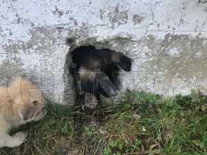 İtfaiye yavru köpek için seferber oldu İtfaiye yavru köpek için seferber oldu
