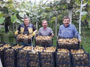 2020 yılı kivi hasadı başladı 2020 yılı kivi hasadı başladı
