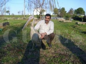 YARALI PELKAN ORMANCILARIN KORUMASI ALTINDA