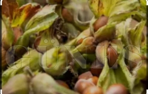 FERRERO YENİ DÖNEM HEDEFLERİNİ AÇIKLADI FERRERO YENİ DÖNEM HEDEFLERİNİ AÇIKLADI