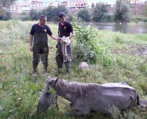 TFAYE'DEN YARALI ATI KURTARMA OPERASYONU