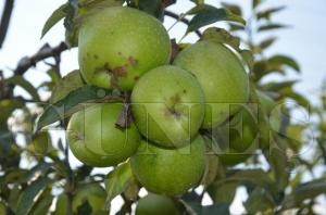 ORGANK TARIM FATSA'DA BENMSENYOR