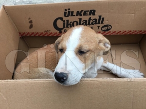 Yaralı köpeği öğrenciler tedavi ettirdiler Yaralı köpeği öğrenciler tedavi ettirdiler