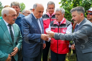 Fatsa'da 6 bin Samuray arısı doğaya salındı Fatsa'da 6 bin Samuray arısı doğaya salındı