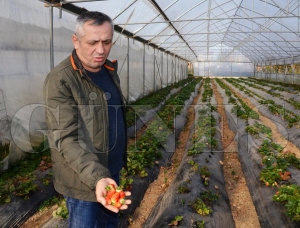 Fatsada ilek retimi reticiyi sevindiriyor