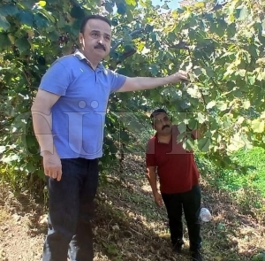 MHP Ordu Milletvekili Naci anltrkten Fndk Aklamas