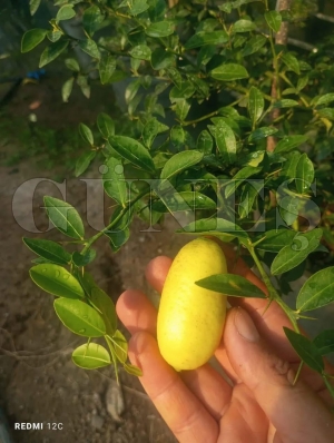 Fatsa�da tropikal meyve �retimi ba�lad�