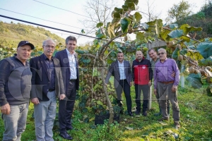 Fatsa'da kivi hasad bereketi