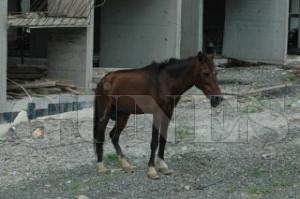 BAIBO ATLAR KAZALARA DAVETYE IKARIYOR