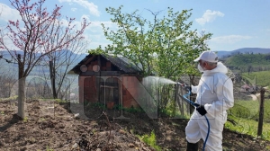 Kokarca ile m�cadelede seferberlik: Fatsa k�rsal�nda ila�lama h�z kesmiyor