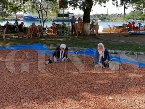 Fındık üreticileri harmanda Fındık üreticileri harmanda