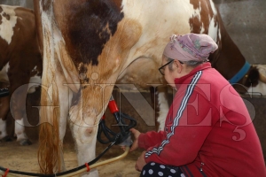 Bykehir hayvan besicilerinin yzn gldrd
