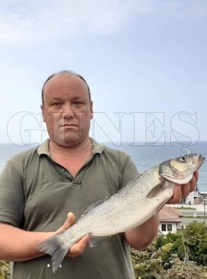 Çinekop Avlarken Levrek Yakaladı Çinekop Avlarken Levrek Yakaladı
