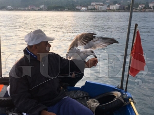 Kurnaz Martı ile balıkçının dostluğu Kurnaz Martı ile balıkçının dostluğu