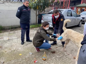 YARALI KÖPEĞE İLK MÜDAHALE YAPILDI YARALI KÖPEĞE İLK MÜDAHALE YAPILDI